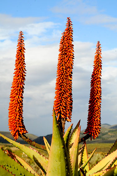 Aloe Ferox