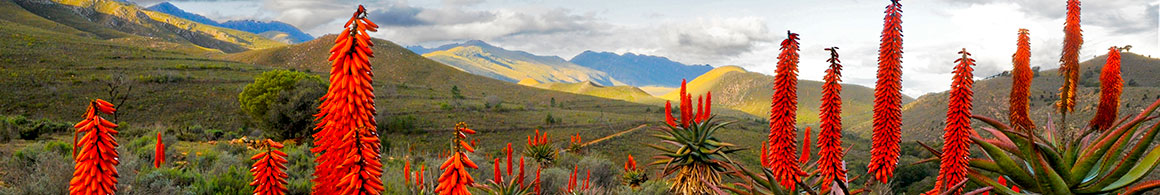 Cape Aloe growing in the wild